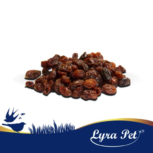 Rosinen für Vögel Lyra Pet ® 10 kg Futterrosinen