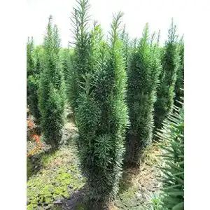 Säuleneibe Baumschule Pflanzenvielfalt Taxus baccata fastigiata