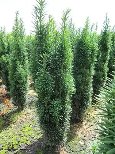 Säuleneibe Baumschule Pflanzenvielfalt Taxus baccata fastigiata