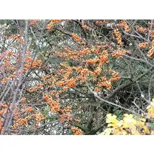 Sanddorn Pflanzen-Discounter24.de Hippophae rhamnoides