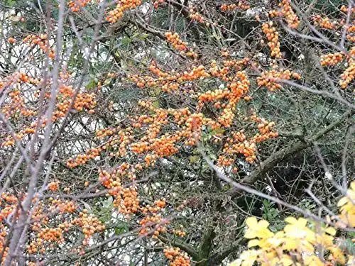 Sanddorn Pflanzen-Discounter24.de Hippophae rhamnoides