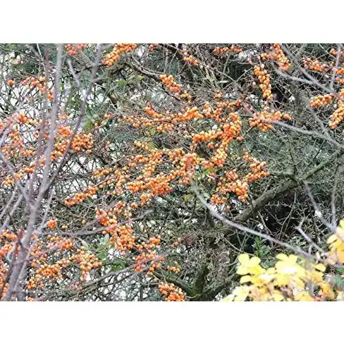 Sanddorn Pflanzen-Discounter24.de Hippophae rhamnoides
