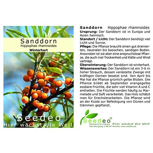 Sanddorn Seedeo ® Hippophae rhamnoides ca. 30-50 cm hoch