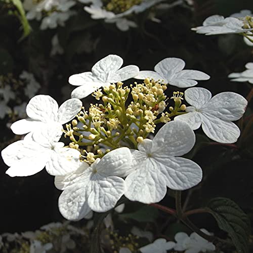 Schneeball-Pflanze Garten Schlüter Japanischer Schneeball