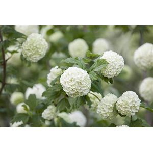 Schneeball-Pflanze PlantaPro Gefüllter Schneeball ‘Roseum’