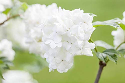 Die beste schneeball pflanze plantapro japananischer schneeball 30 40cm Bestsleller kaufen