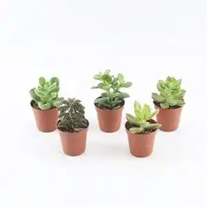 Sukkulenten Blumen Senf 5 im 5,5er Topf, 5 Sorten 8-15 cm