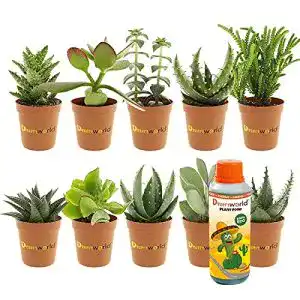 Sukkulenten Desertworld Mini Set 10 Stück verschiedene Arten