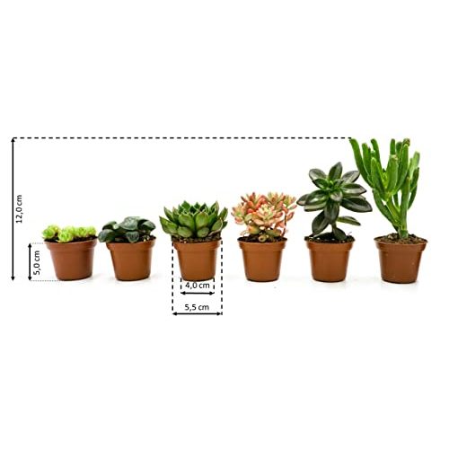 Sukkulenten Rabatini Echte Pflanzen Lebend Mix, ca. 6–12 cm