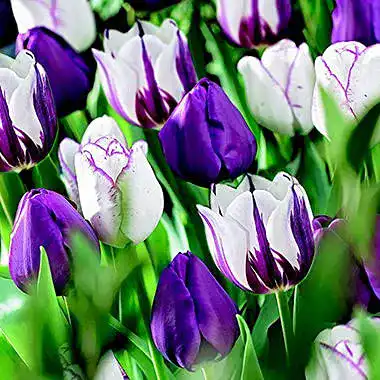 Tulpenzwiebeln Alasines, 10 Zwiebeln