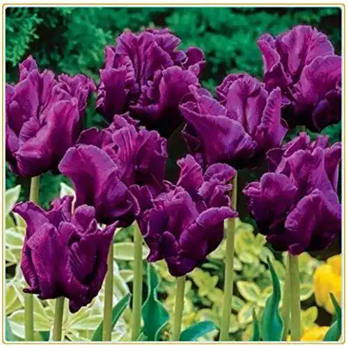 Tulpenzwiebeln Alasines, romantische Blumen, Lila, 10 Zwiebeln