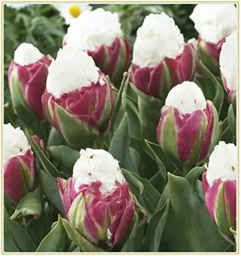 Tulpenzwiebeln Alasines, seltene Rote Weiße Bonsai Tulip Flower