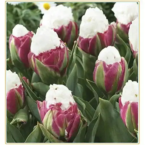 Tulpenzwiebeln Alasines, seltene Rote Weiße Bonsai Tulip Flower