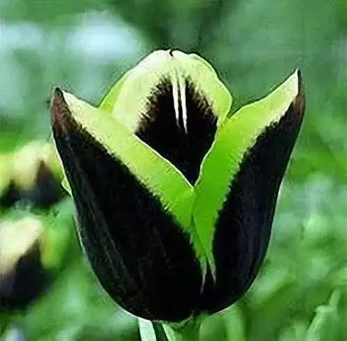 Tulpenzwiebeln Qhaitang Tulpen 5 Zwiebeln, exklusive Sorte