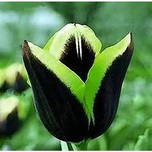 Tulpenzwiebeln Qhaitang Tulpen 5 Zwiebeln, exklusive Sorte