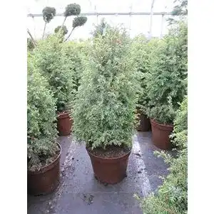 Wacholder-Pflanze Baumschule Pflanzenvielfalt Feuerbaum