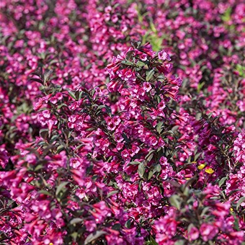 Weigelie Pflanzen Für Dich florida ‘Victoria’ Zierstrauch 60-80cm