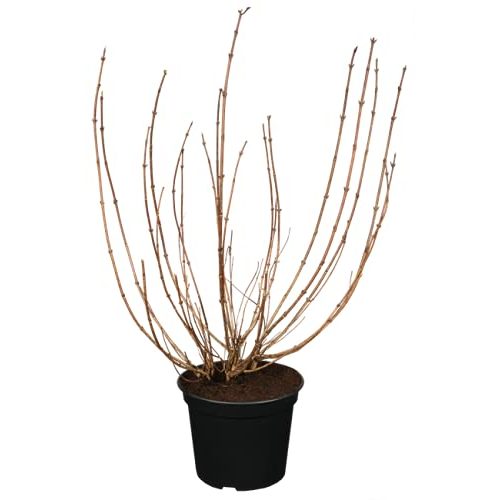 Weigelie Pflanzen Für Dich florida ‘Victoria’ Zierstrauch 60-80cm
