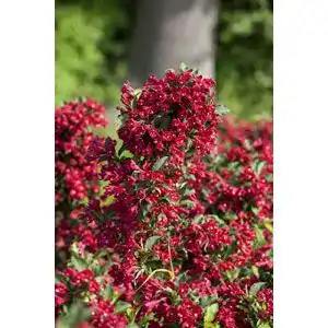 Weigelie PlantaPro Weigela ‘Eva Rathke’ C 40-60, winterhart