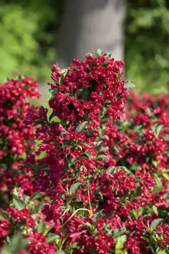 Weigelie PlantaPro Weigela ‘Eva Rathke’ C 40-60, winterhart