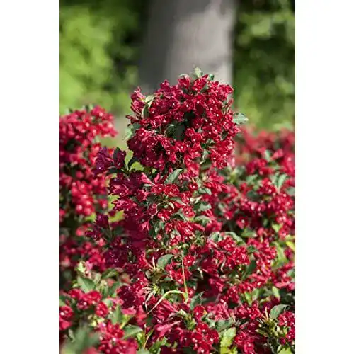 Weigelie PlantaPro Weigela ‘Eva Rathke’ C 40-60, winterhart