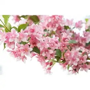 Weigelie PlantaPro Weigela ‘Rosea’ C 3 40-60 ‘Rosea’, winterhart