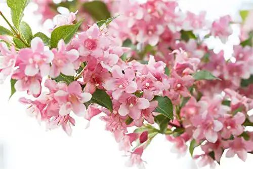 Weigelie PlantaPro Weigela ‘Rosea’ C 3 40-60 ‘Rosea’, winterhart