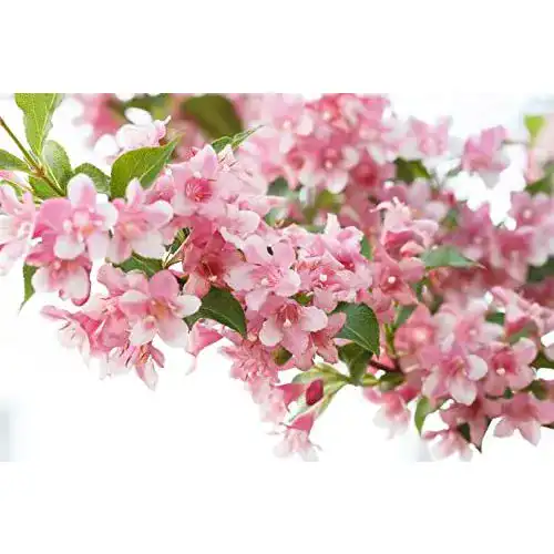 Weigelie PlantaPro Weigela ‘Rosea’ C 3 40-60 ‘Rosea’, winterhart