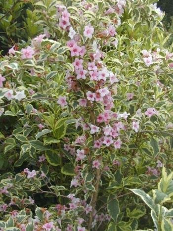 Die beste weigelie plantenwelt wiesmoor weigela florida nana variegata Bestsleller kaufen