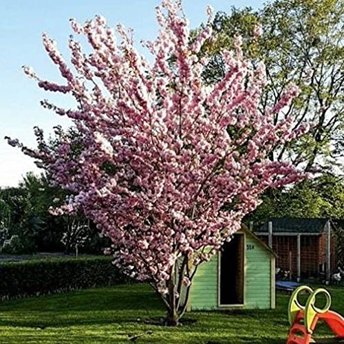 Die beste zierkirsche pflanzhits 1st japanische prunus serrulata 120 150cm Bestsleller kaufen