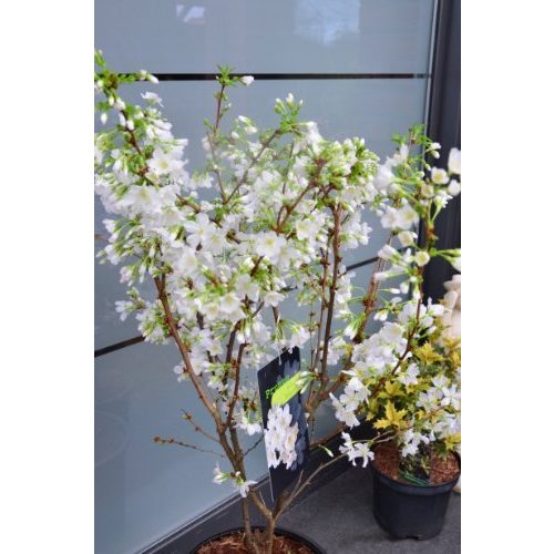 Die beste zierkirsche plantenwelt wiesmoor prunus kurilensis brilliant Bestsleller kaufen