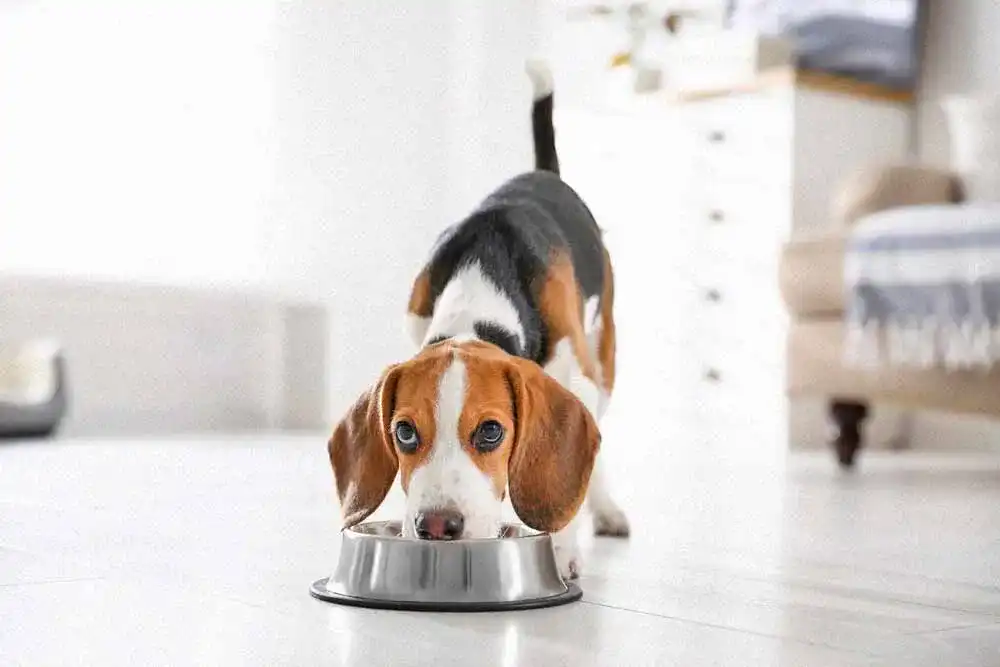 Bosch-Hundefutter Bosch-Hundefutter