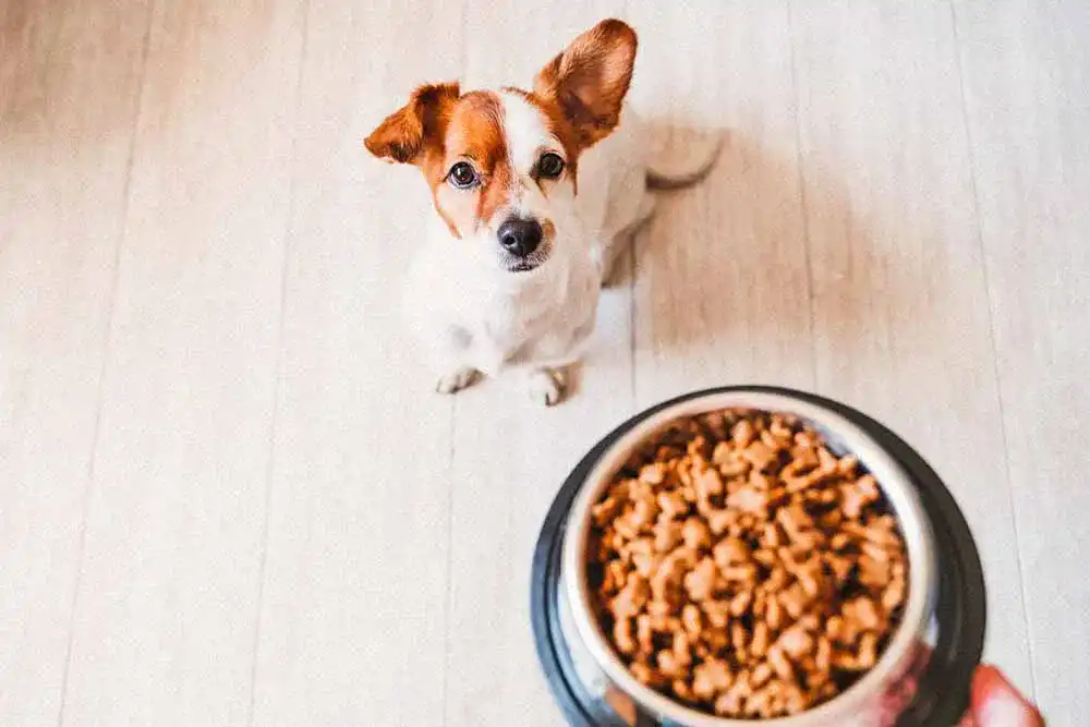 Bosch-Hundefutter Bosch-Hundefutter