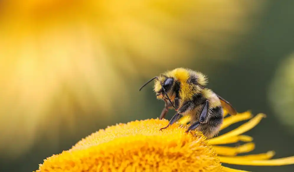 Propolis-Spray Propolis-Spray