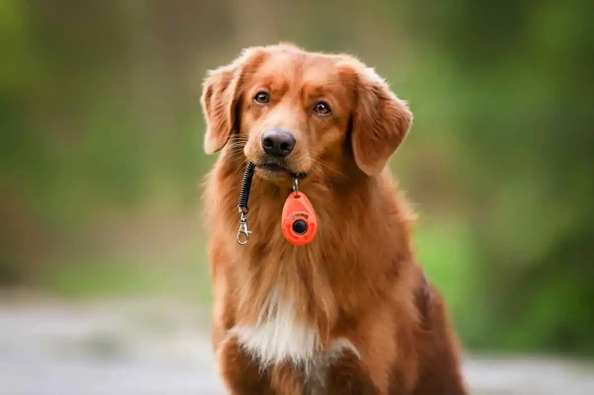Clicker