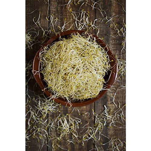 Alfalfa Bäckerei Spiegelhauer Bio Luzerne Keimsaat, 1 kg Samen
