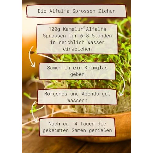 Alfalfa Kamelur 1kg BIO Sprossen Samen, Luzerne Samen BIO