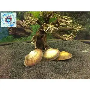 Algenfressende Schnecke Topbilliger Tiere Teichmuschel, 3X