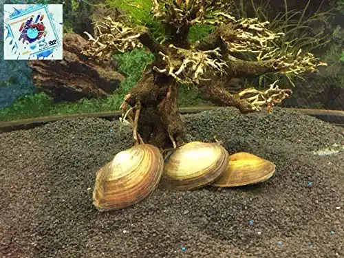 Algenfressende Schnecke Topbilliger Tiere Teichmuschel, 3X