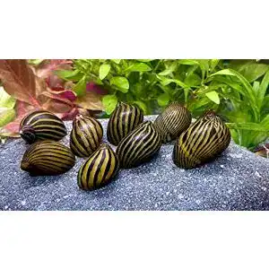 Algenfressende Schnecke