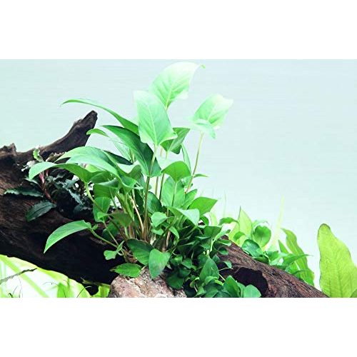 Die beste anubia tropica aquarium pflanze gracilis wasserpflanzen nr 101d Bestsleller kaufen