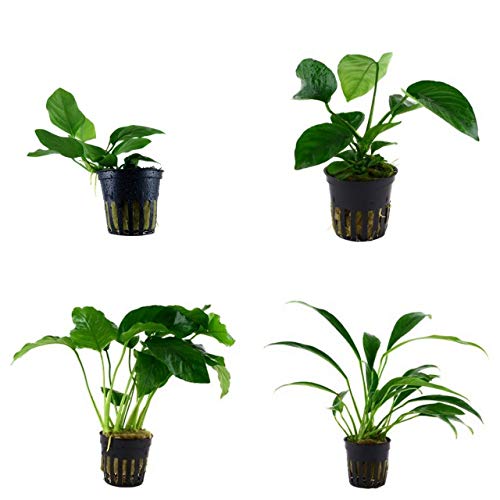 Die beste anubia tropica set mit 4 topf pflanzen aquariumpflanzenset nr 8 Bestsleller kaufen