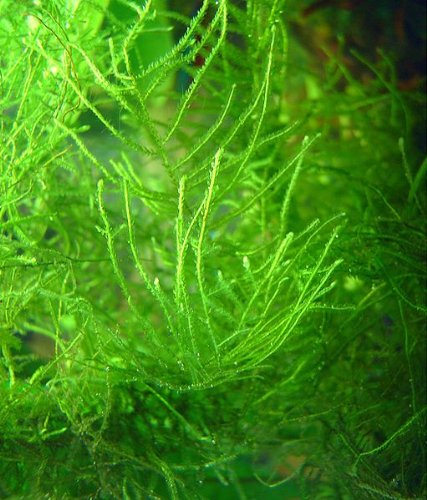 Die beste aquarium moos muehlan wasserpflanzen javamoos f aquarium Bestsleller kaufen