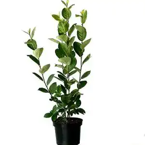 Aroniabeeren-Pflanze