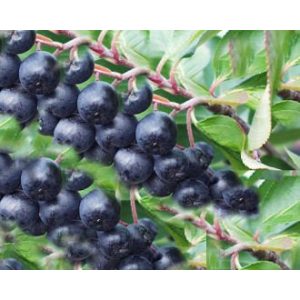 Aroniabeeren-Pflanze Pflanzen-Discounter24.de Apfelbeere ‘Nero’