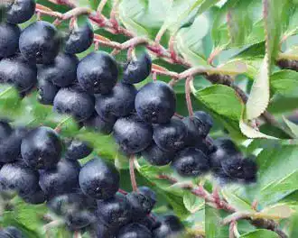 Aroniabeeren-Pflanze Pflanzen-Discounter24.de Apfelbeere ‘Nero’