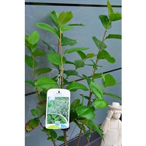 Aroniabeeren-Pflanze Plantenwelt Aronia melanocarpa Viking