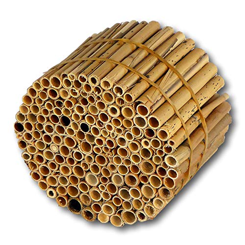 Die beste bambusroehrchen hiss reet schilfrohrhalme medium Bestsleller kaufen
