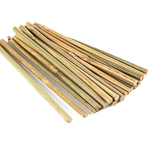 Die beste bambusroehrchen pllieay 45 cm natuerliche dicke bambuspfaehle Bestsleller kaufen