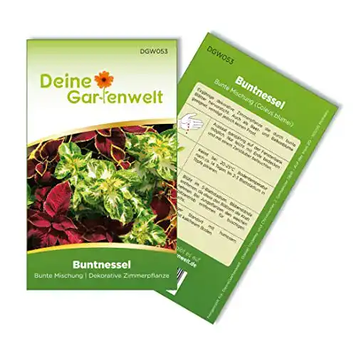 Buntnessel-Samen Deine Gartenwelt Buntnessel Bunte Mischung